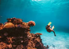From Cairns: Dreamtime Dive & Snorkel Experience Tickets