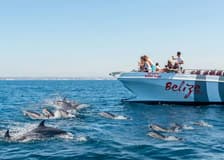 Benagil & Dolphin Watching: Catamaran Tour from Albufeira