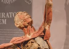 REAL Bodies at Horseshoe Las Vegas: Entry Ticket