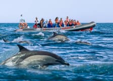 Benagil Caves: Guided RIB Boat Tour from Albufeira + Dolphin Watching