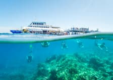 Cairns to Great Barrier Reef Snorkel Cruise with Pontoon Activities and Lunch by Sunlover