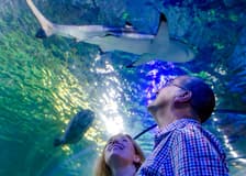 SEA LIFE Loch Lomond Standard Admission