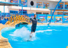 Hurghada Ultimate Dolphin Experience with Dolphin Show, Swimming Experience & Photo Session with Transfers