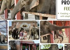 Freedom Elephant Reserve Phuket: Entry + Feeding Experience