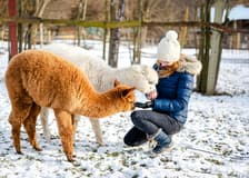 Rovaniemi: Santa's Reindeer & Husky Safari + Aurora BBQ