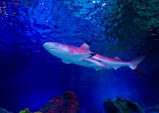 SEA LIFE Loch Lomond Anytime Entry Ticket