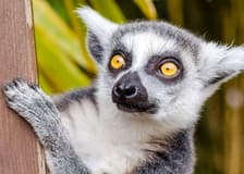 Krakow Zoo Entrance Tickets with Hotel Transfers
