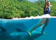 Delphinus Xcaret: Entry Ticket + Transfers + Swim with Dolphins
