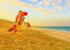 Premium Doha Desert Safari with Dune Bashing, Sandboarding, Camel Ride, Quad Biking & Inland Sea