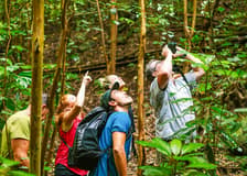 Big Island: Hakalau Forest Birdwatching Tour