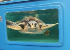 Turtle Point: Entry Ticket