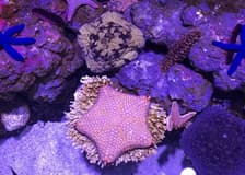 Marine Life Encounter at Cairns Aquarium