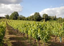 Gaillac: Half-Day Guided Tour from Toulouse + Wine Tasting