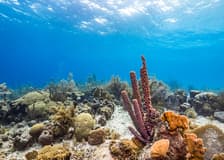 From Pattaya: Nemo Island Guided Trip with Lunch & Drone Photos
