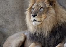 Zoo Atlanta: Entry Ticket