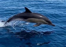 Lisbon Dolphin Watching Cruise
