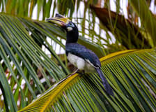 Guided Bird Watching Tour in Langkawi with Round-Trip Transfers
