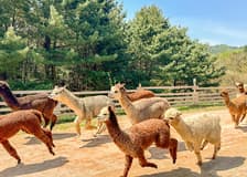 Nami Island Wildlife Exploration Day Tour with Alpaca World 