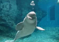 Tickets to Port of Nagoya Public Aquarium
