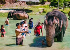 Phuket Elephant Care: Feed, Shower & Mud Spa Guided Tours with Optional Transfers