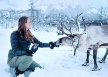 From Tromso: Reindeer Feeding Guided Tour with Chance of Northern Lights