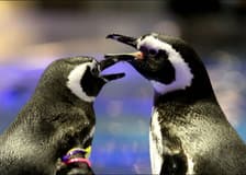 Sumida Aquarium Tickets