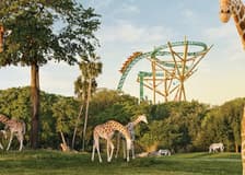 Busch Gardens Tampa: Entry Ticket with Optional Quick Queue