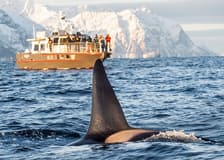 From Tromso: Small Group Whale Watching Cruise