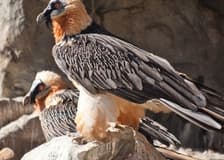 Alpenzoo + Hungerburgbahn