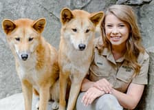 From Brisbane: Australia Zoo Tickets with Transfers