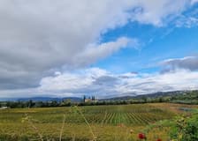 Lake Garda: Wine Tasting + Bardolino Vineyard Tour