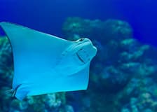 Aquaria Phuket Group Saver Tickets for Foreign Travelers: Group of 3 & More