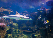 Shark Reef Aquarium at Mandalay Bay: Entry Ticket