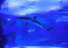 Antalya Aquarium & Face 2 Face Wax Museum