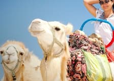 Hurghada: 1-Hr Guided Camel Ride + Transfer