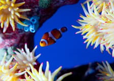 Underwater World Pattaya
