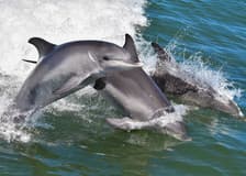 From Mandurah: Scenic View Dolphin Cruise