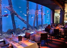 Cairns Aquarium by Twilight with Dinner