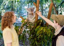 Lone Pine Koala Sanctuary Tickets with Brisbane River Cruise