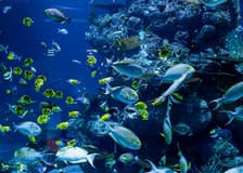 Langkawi Underwater World Tickets