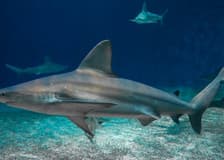 Aquarium of Genoa & Galata Sea Museum: Entry Ticket + Submarine Visit
