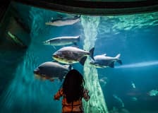 [Exclusive Promo] Aquaria KLCC Tickets