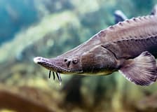 SEA LIFE Munich Ticket