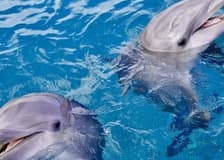 Dolphin House Hurghada: Guided Snorkeling Tour + Roundtrip Transfer + Lunch