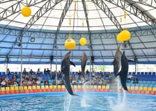 Phuket Dolphin Show Tickets: Foreigners