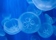 Aquarium of Genoa & Whale Watching Cruise