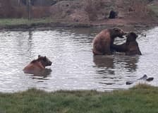 Budapest to Veresegyház Bear and Wolf Sanctuary: Live Guided Tour