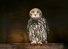 Margaret River: Capes Raptor Centre Tickets with Birds of Prey Show & Owl Photo