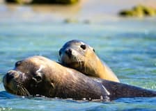 Shoalwater: Dolphin, Sea Lion & Penguin Island Cruise