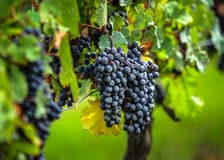 Saint-Émilion Village: Half-Day Wine Tour from Bordeaux